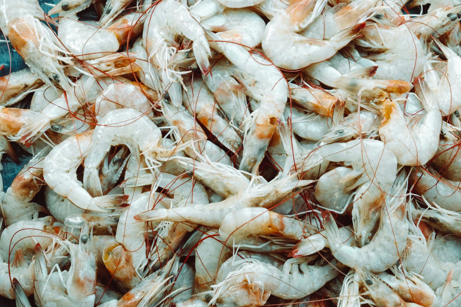 White Prawns (Medium)